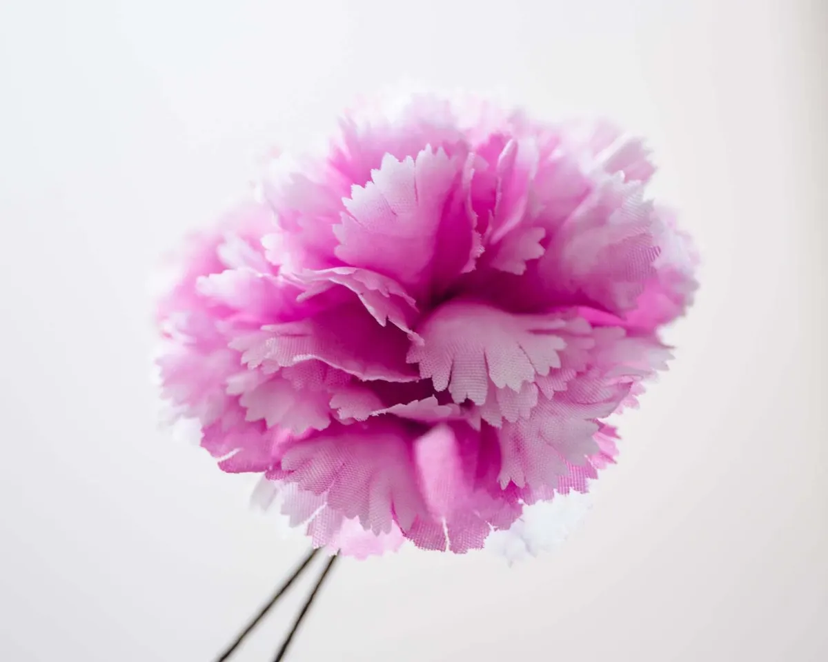 Boutonnière Nelke Magenta b Mittel (Caryophyllaceae) - Ansicht 2