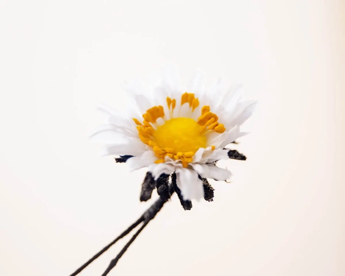 Boutonnière Aster Weiß klein (Aster album) - Ansicht 2