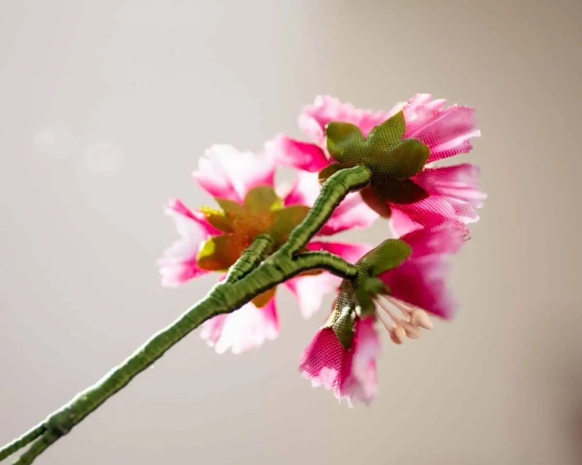 Boutonnière Bartnelke 3er (Dianthus barbatus) - Ansicht 3