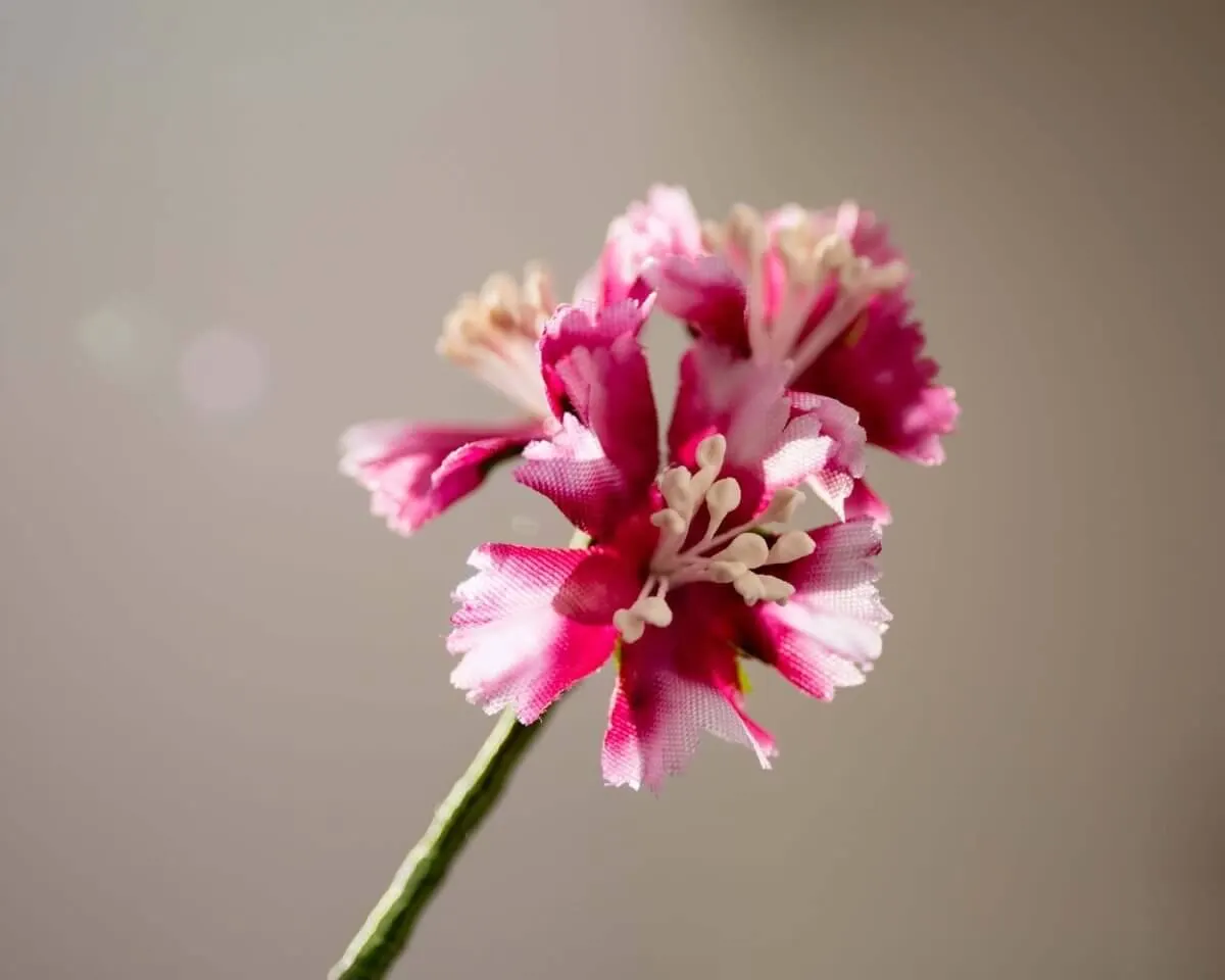 Boutonnière Bartnelke 3er (Dianthus barbatus) - Ansicht 2
