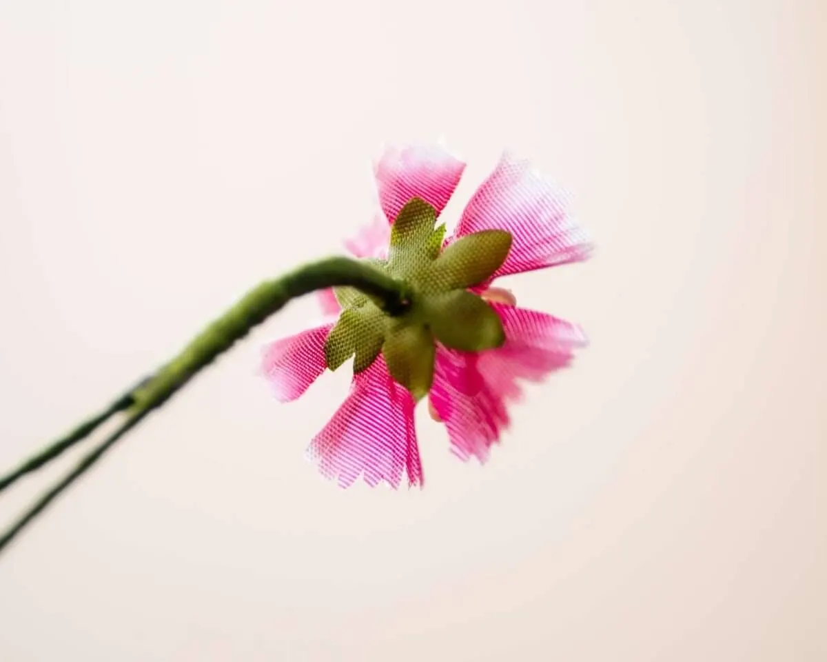 Boutonnière Bartnelke Mini (Dianthus barbatus) - Ansicht 3