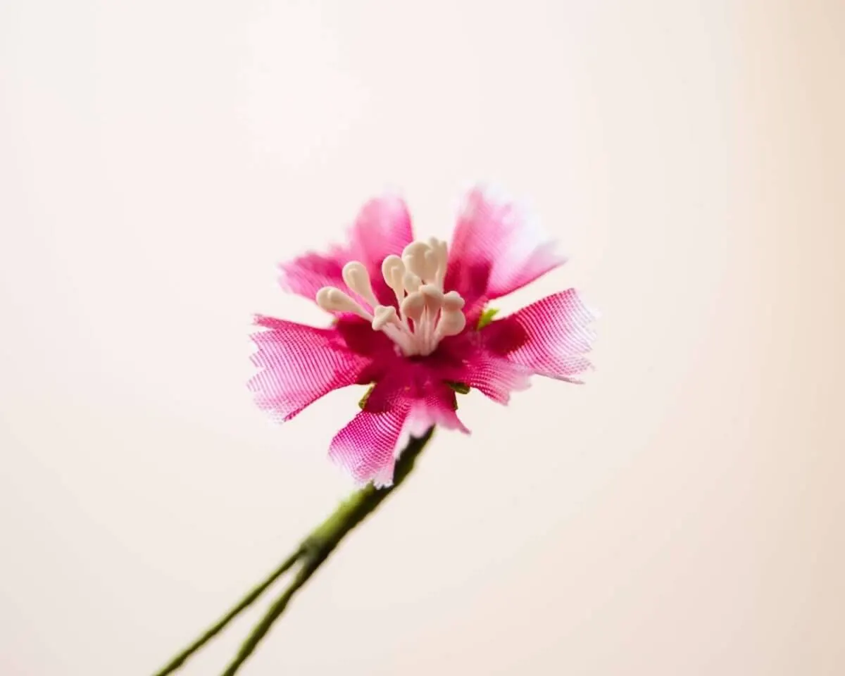 Boutonnière Bartnelke Mini (Dianthus barbatus) - Ansicht 2