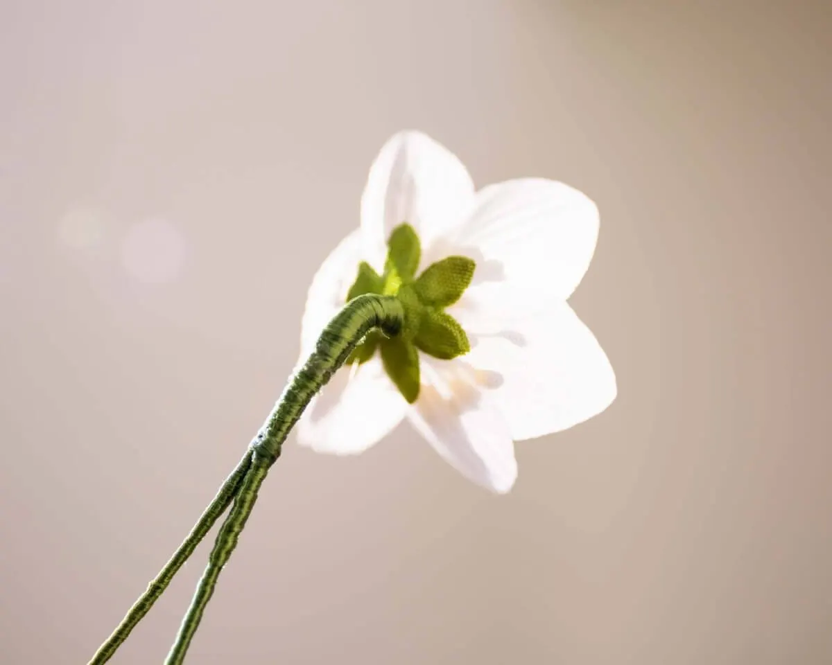 Boutonnière Buschwindröschen (Anemone nemorosa) - Ansicht 3