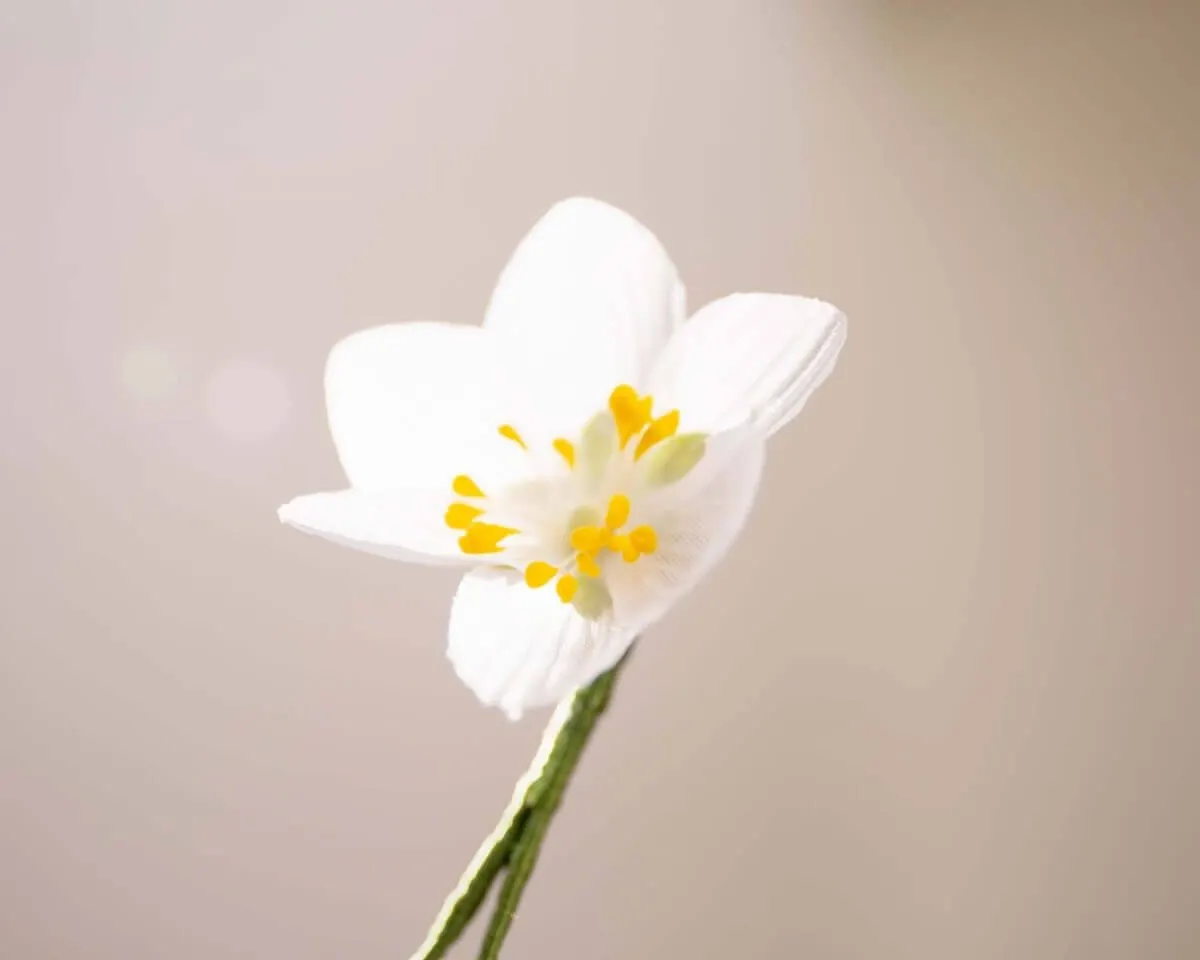 Boutonnière Buschwindröschen (Anemone nemorosa) - Ansicht 2