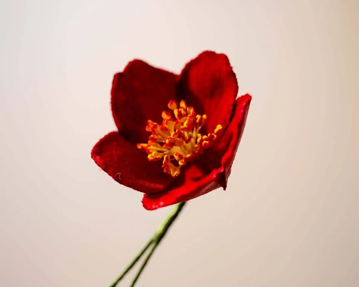 Boutonnière Christrose Rot (Helleborus niger) - Ansicht 2