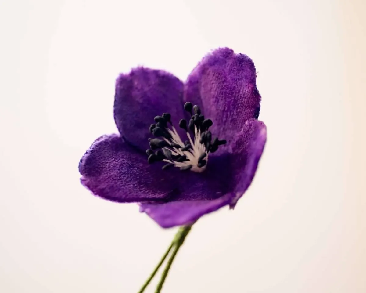 Boutonnière Christrose Violett (Helleborus niger) - Ansicht 2