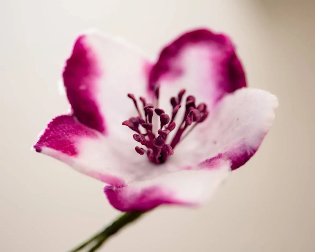 Boutonnière Christrose Weiß-Violett (Helleborus niger) - Ansicht 2
