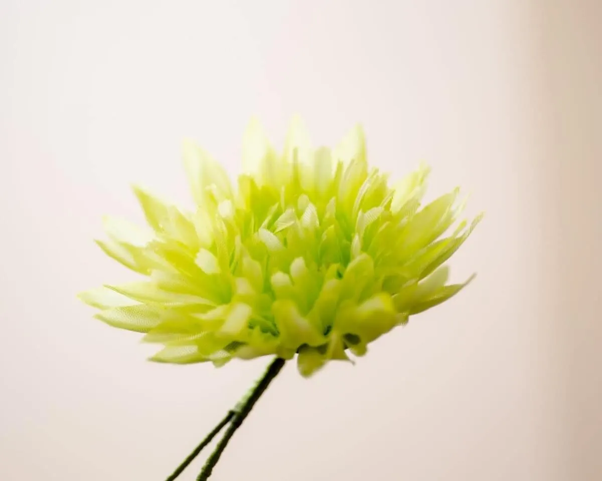 Boutonnière Chrysantheme Hellgrün (Chrysanthemum lux viridi) - Ansicht 2
