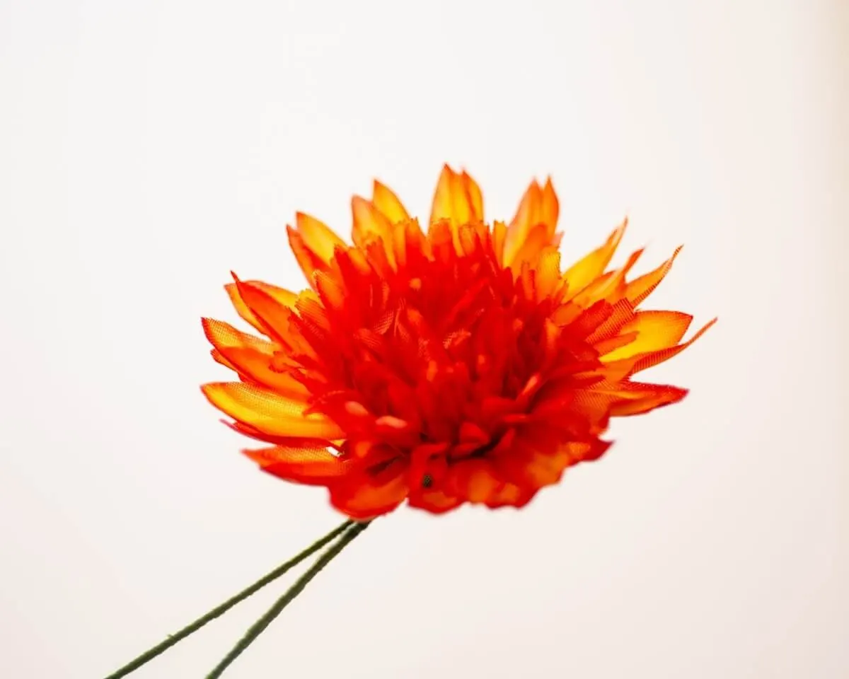 Boutonnière Chrysantheme Orange (Chrysanthemum flammea aurantiaco) - Ansicht 2