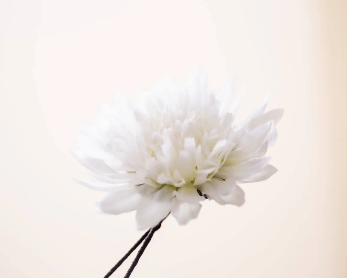 Boutonnière Chrysantheme Weiß (Chrysanthemum album) - Ansicht 2