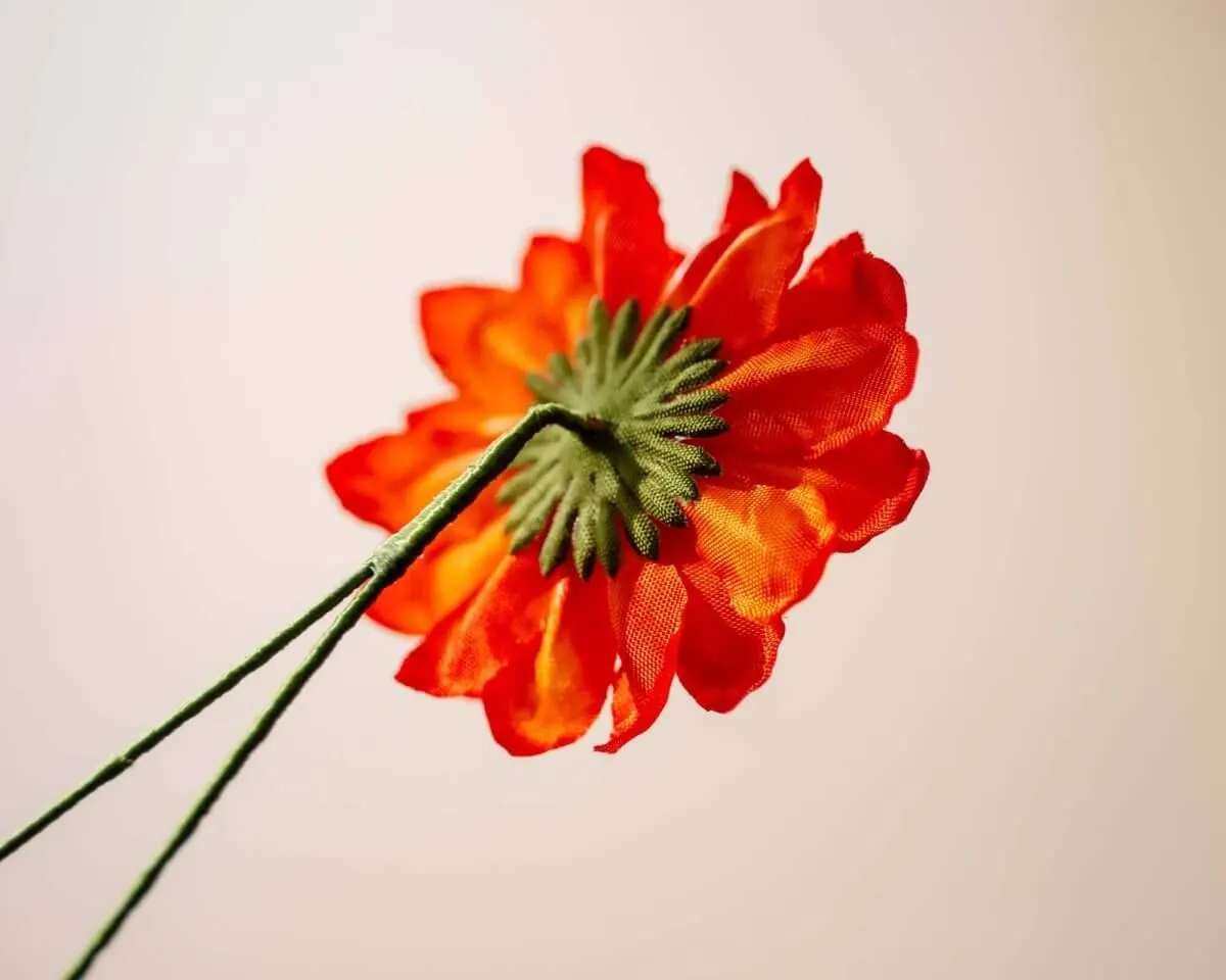 Boutonnière Dahlie Orange (Dahlia clara aurantiaco) - Ansicht 3