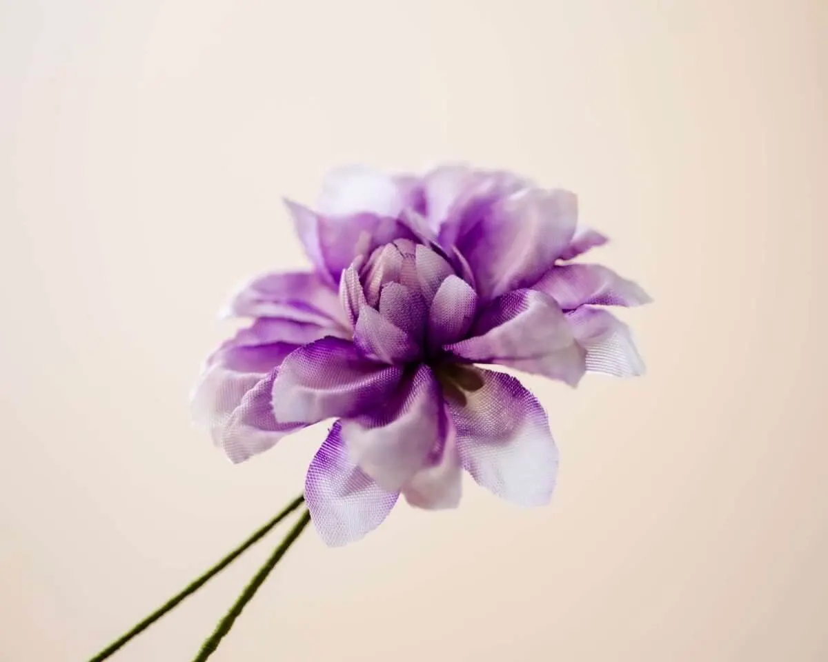 Boutonnière Dahlie Lila (Dahlia purpura) - Ansicht 2