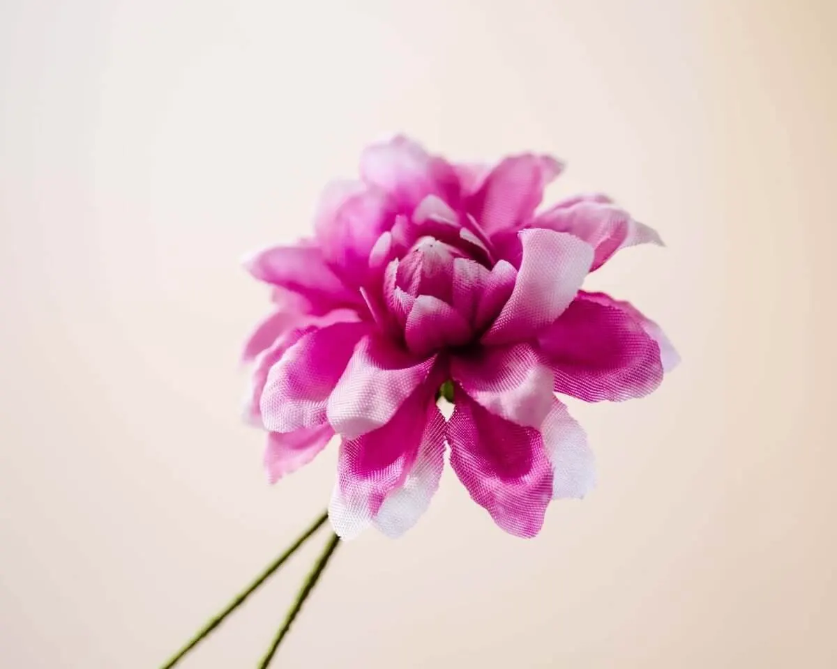 Boutonnière Dahlie Magenta (Dahlia magentum) - Ansicht 2