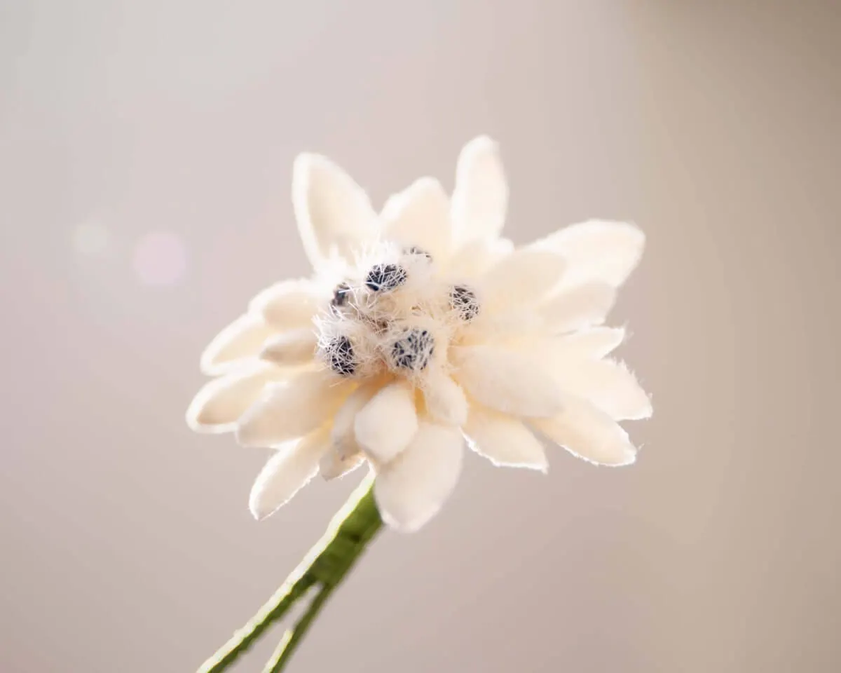 Boutonnière Edelweiß (Leontopodium alpinum) - Ansicht 2