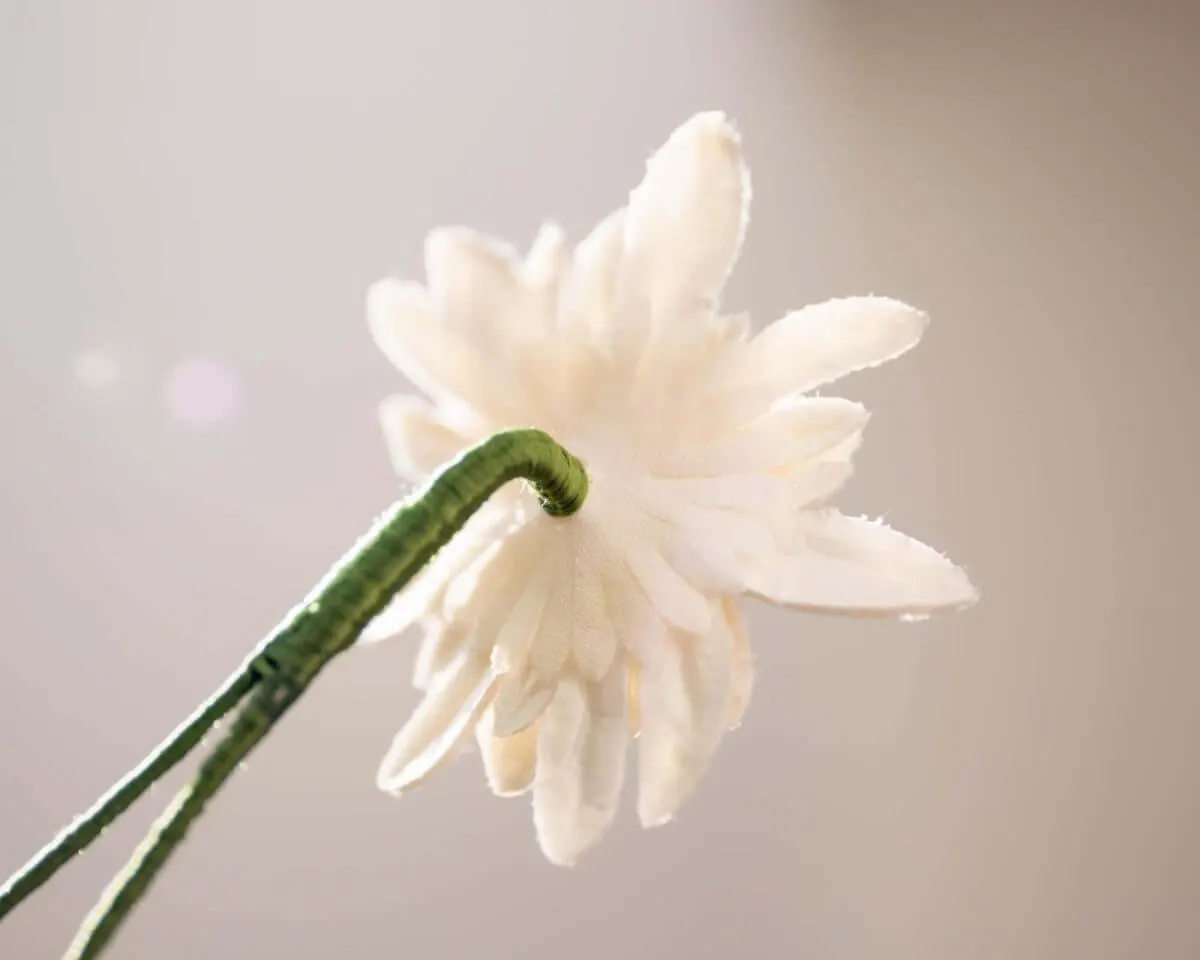 Boutonnière Edelweiß (Leontopodium alpinum) - Ansicht 3