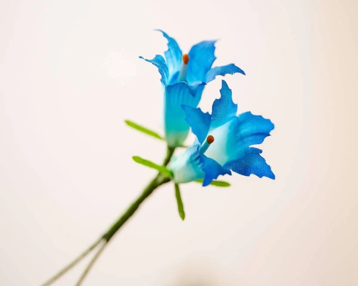 Boutonnière Enzian 2er (Gentianaceae) - Ansicht 2