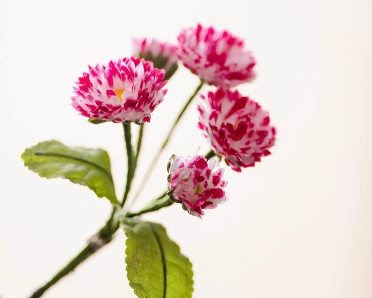 Boutonnière Gänseblümchen Magenta-Weiß (Bouquet) - Ansicht 2