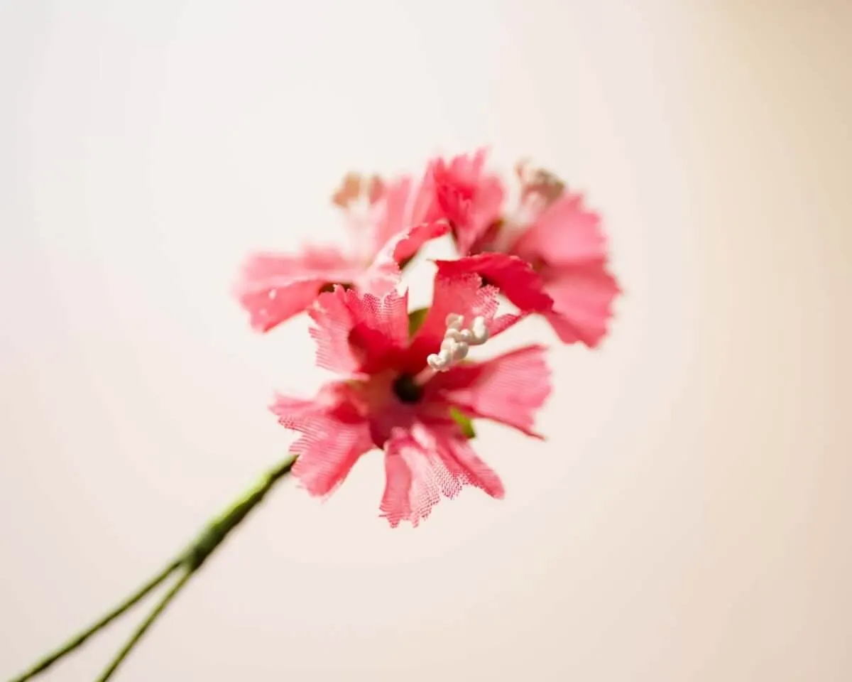 Boutonnière Gartennelke Rosa 3er (Dianthus caryophyllus) - Ansicht 2