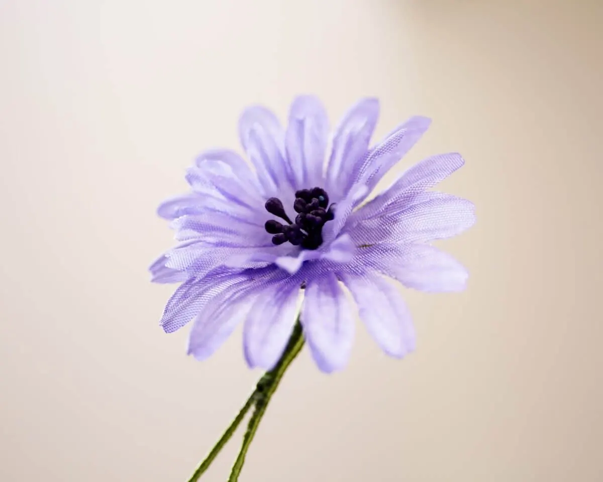 Boutonnière Gemeine Wegwarte (Cichorium intybus) - Ansicht 2