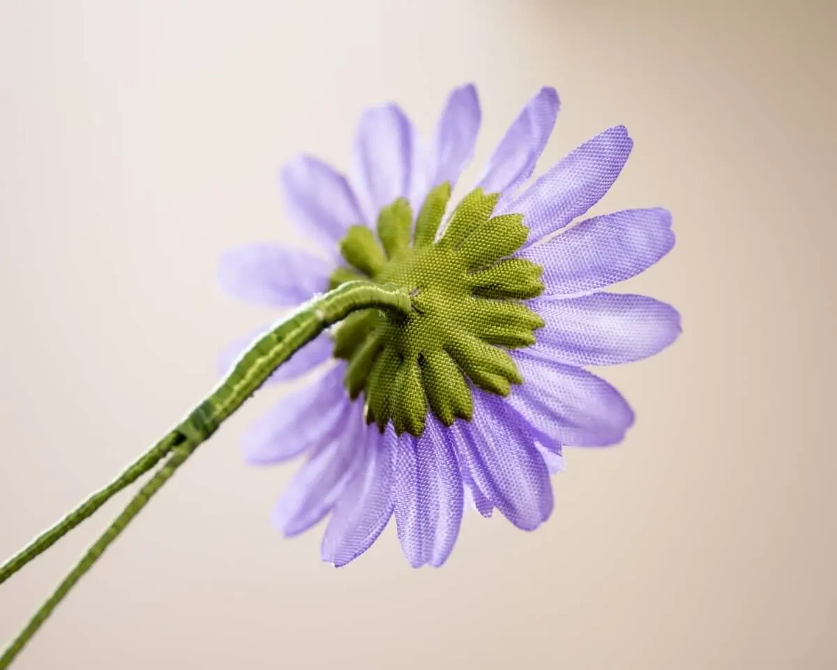Boutonnière Gemeine Wegwarte (Cichorium intybus) - Ansicht 3