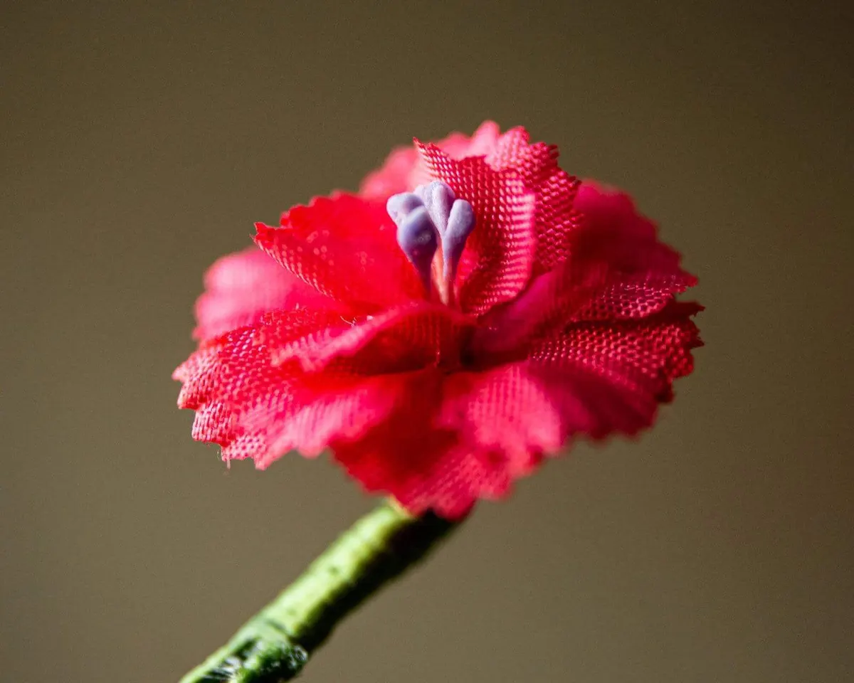 Boutonnière Geranie Rosa Mini (Geranium roseum) - Ansicht 4