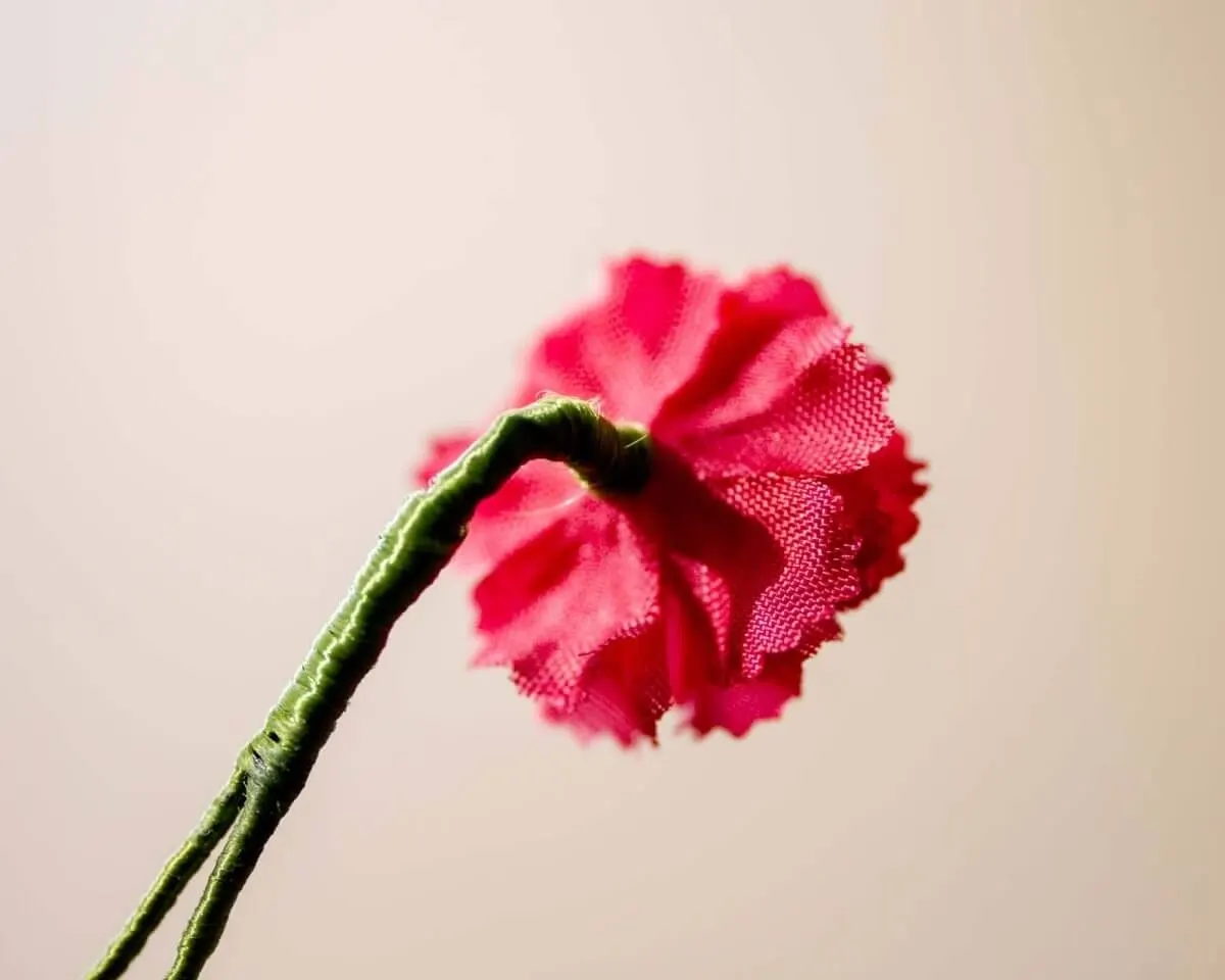 Boutonnière Geranie Rosa Mini (Geranium roseum) - Ansicht 3