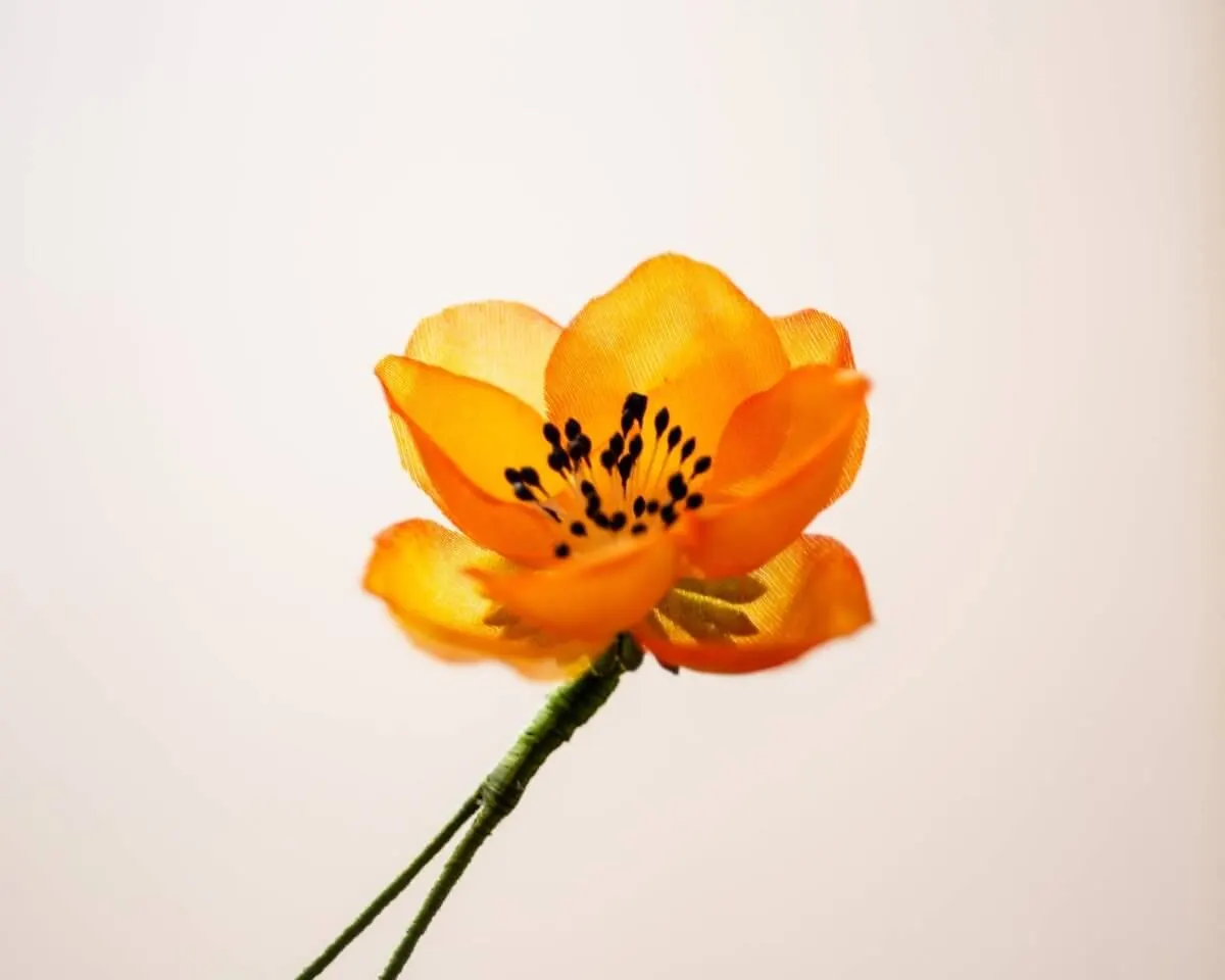 Boutonnière Hecken-Rose Orange (Rosa corymbifera) - Ansicht 2