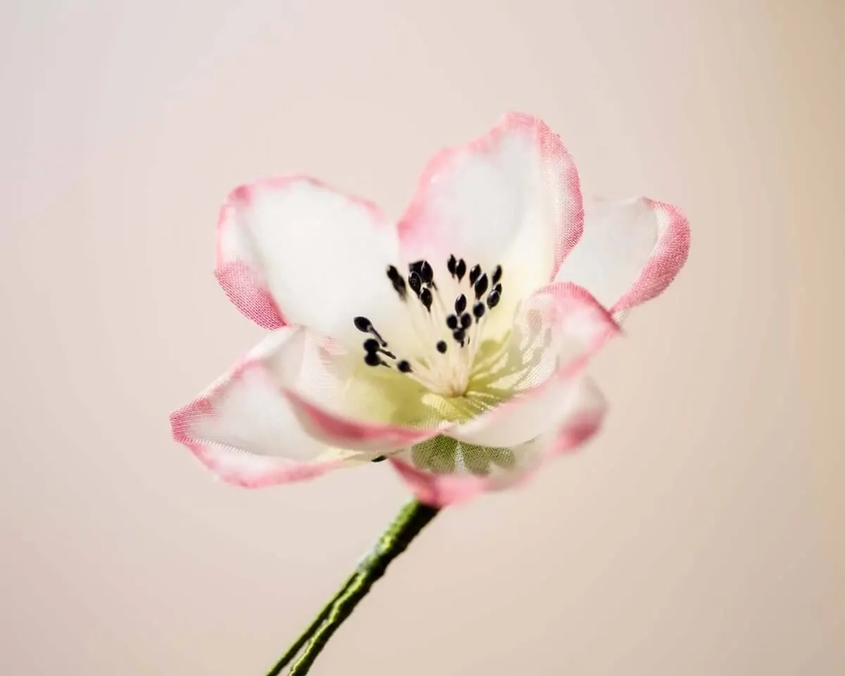 Boutonnière Hecken-Rose Weiß-Rosa (Rosa corymbifera) - Ansicht 2