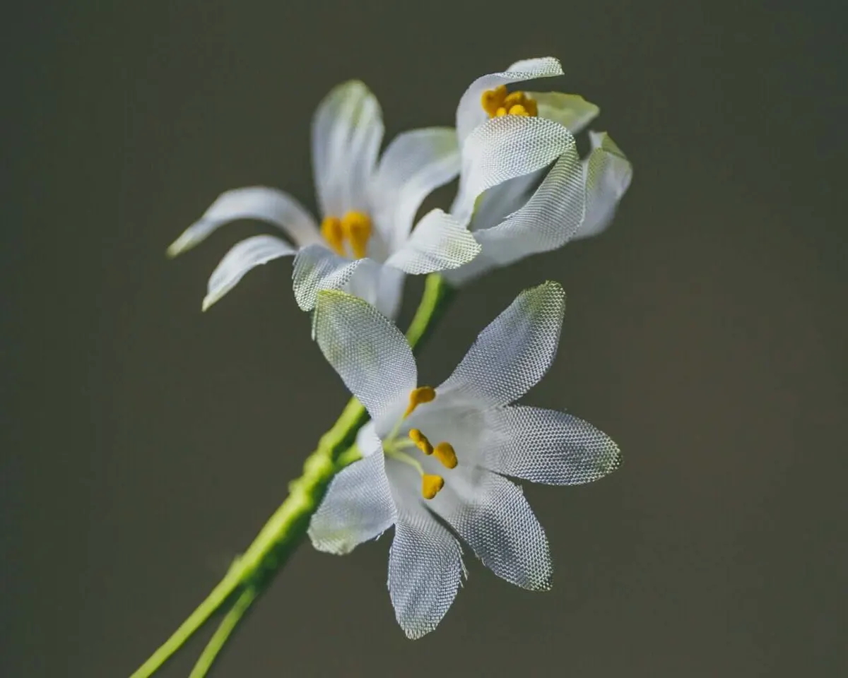 Boutonnière Hyazinthe Weiß 3er (Hyacinthus album) - Ansicht 6
