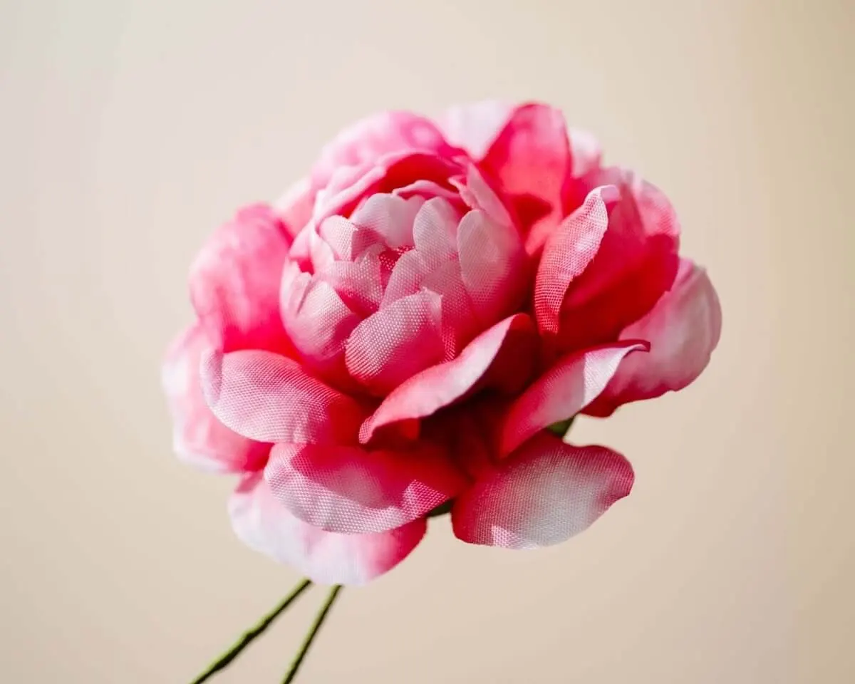 Boutonnière Kamelie Magenta (Camellia magentum) - Ansicht 2