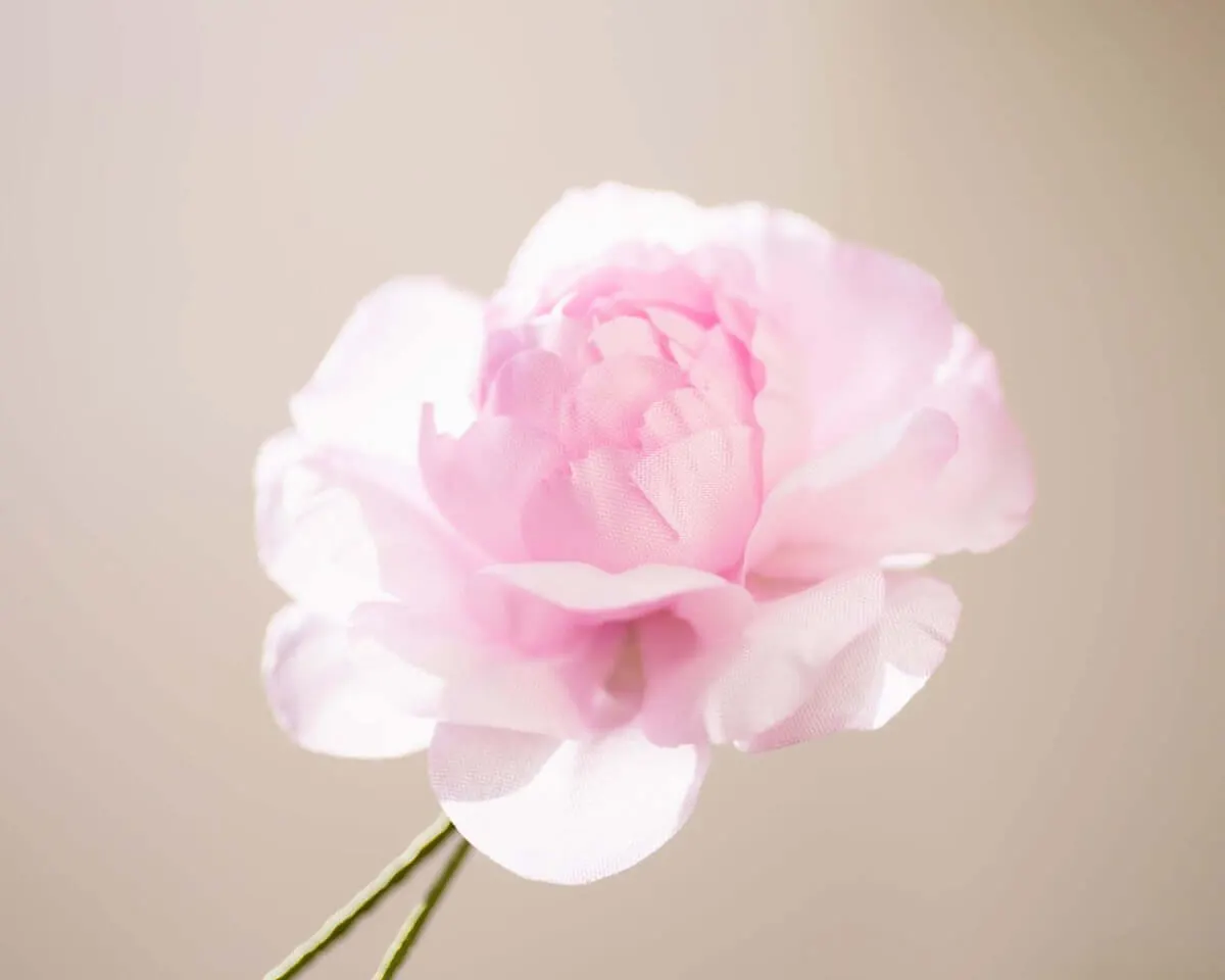 Boutonnière Kamelie Rosa (Camellia roseum) - Ansicht 2