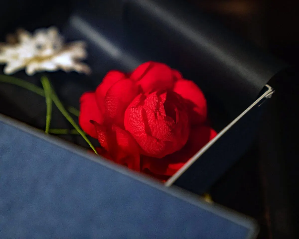 Boutonnière Kamelie Rot (Camellia rubrum) - Ansicht 8