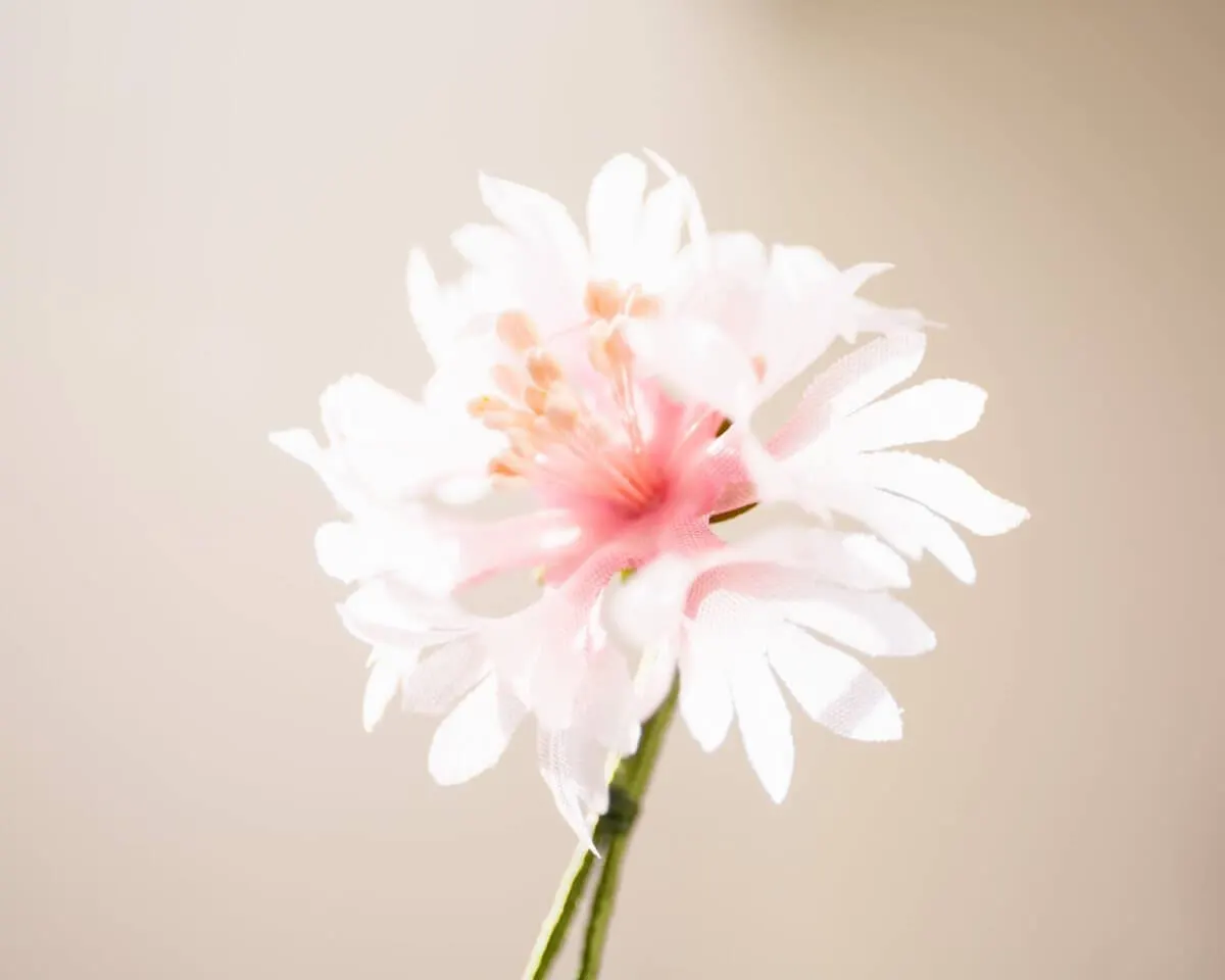 Boutonnière Kornblume Rosa (Cyanus segetum) - Ansicht 2