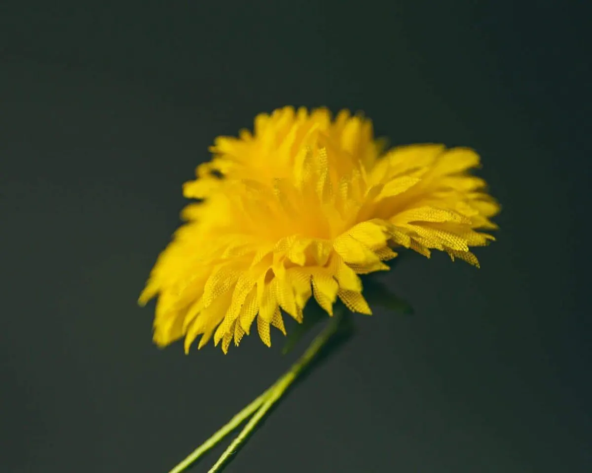 Boutonnière Löwenzahn (Taraxacum sect. Ruderalia) - Ansicht 5