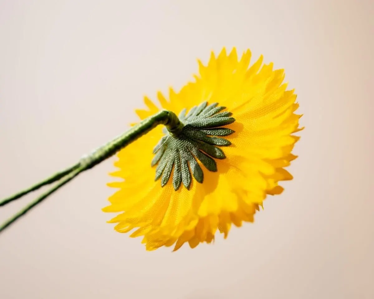 Boutonnière Löwenzahn (Taraxacum sect. Ruderalia) - Ansicht 3
