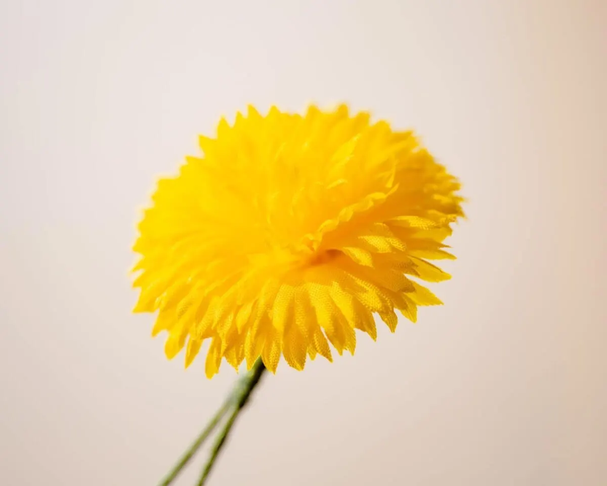 Boutonnière Löwenzahn (Taraxacum sect. Ruderalia) - Ansicht 2