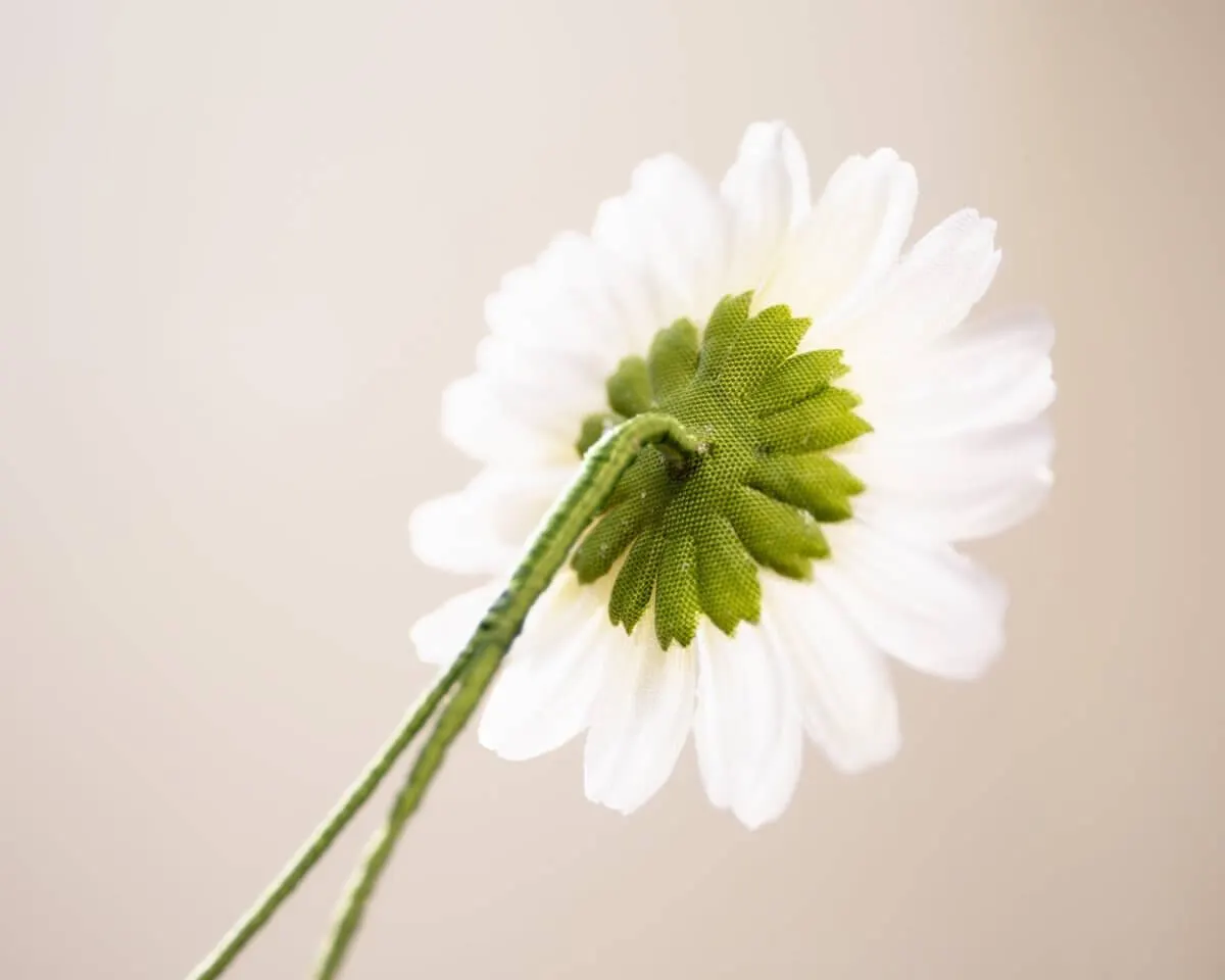 Boutonnière Margerite Groß (Leucanthemum) - Ansicht 3