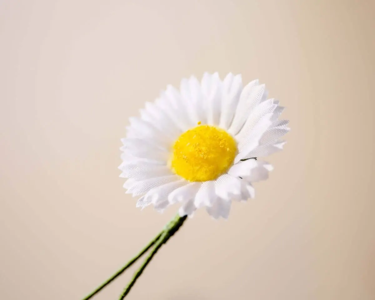 Boutonnière Margerite Klein (Leucanthemum) - Ansicht 2