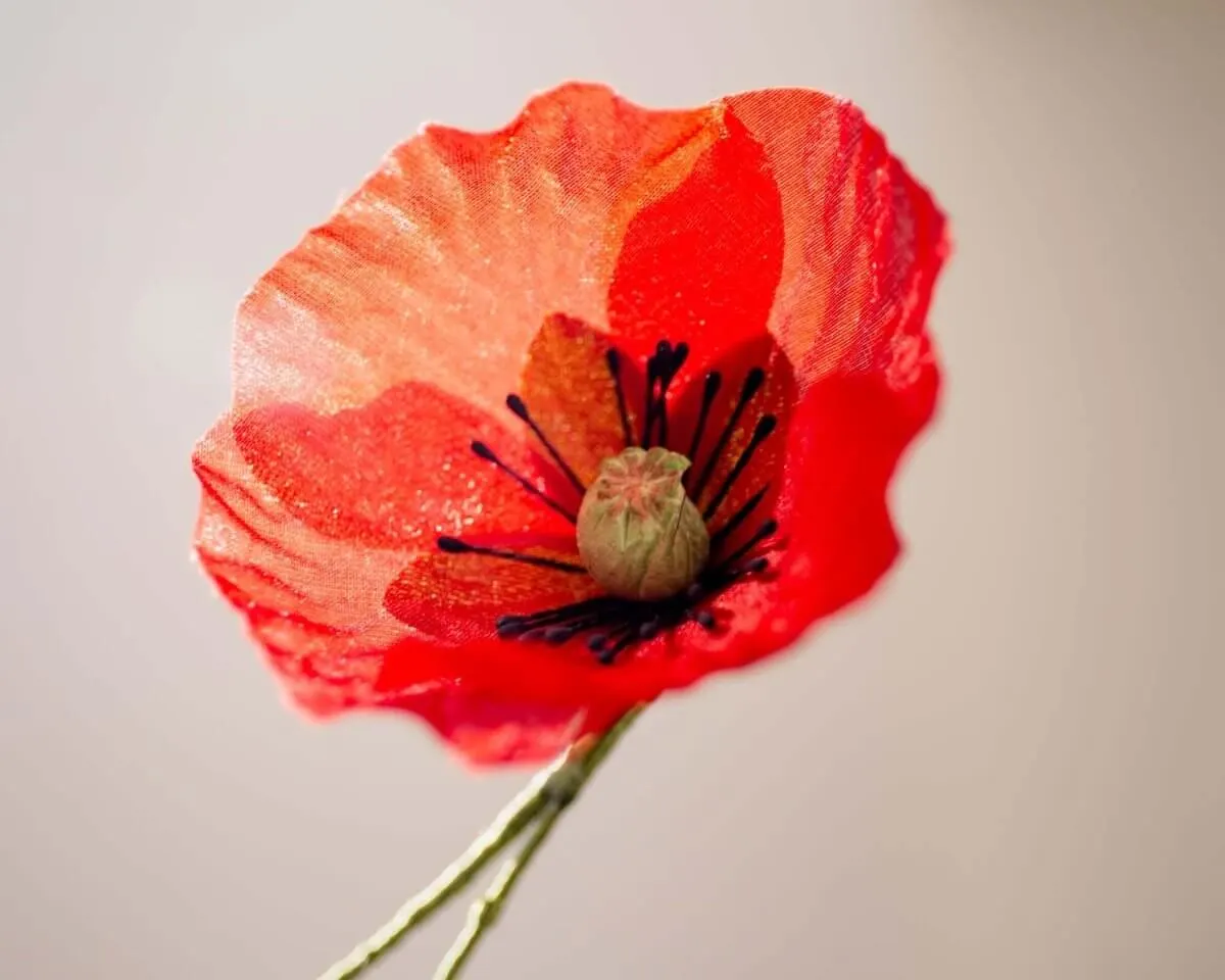 Boutonnière Mohnblume Rot (Papaver rhoeas) - Ansicht 2