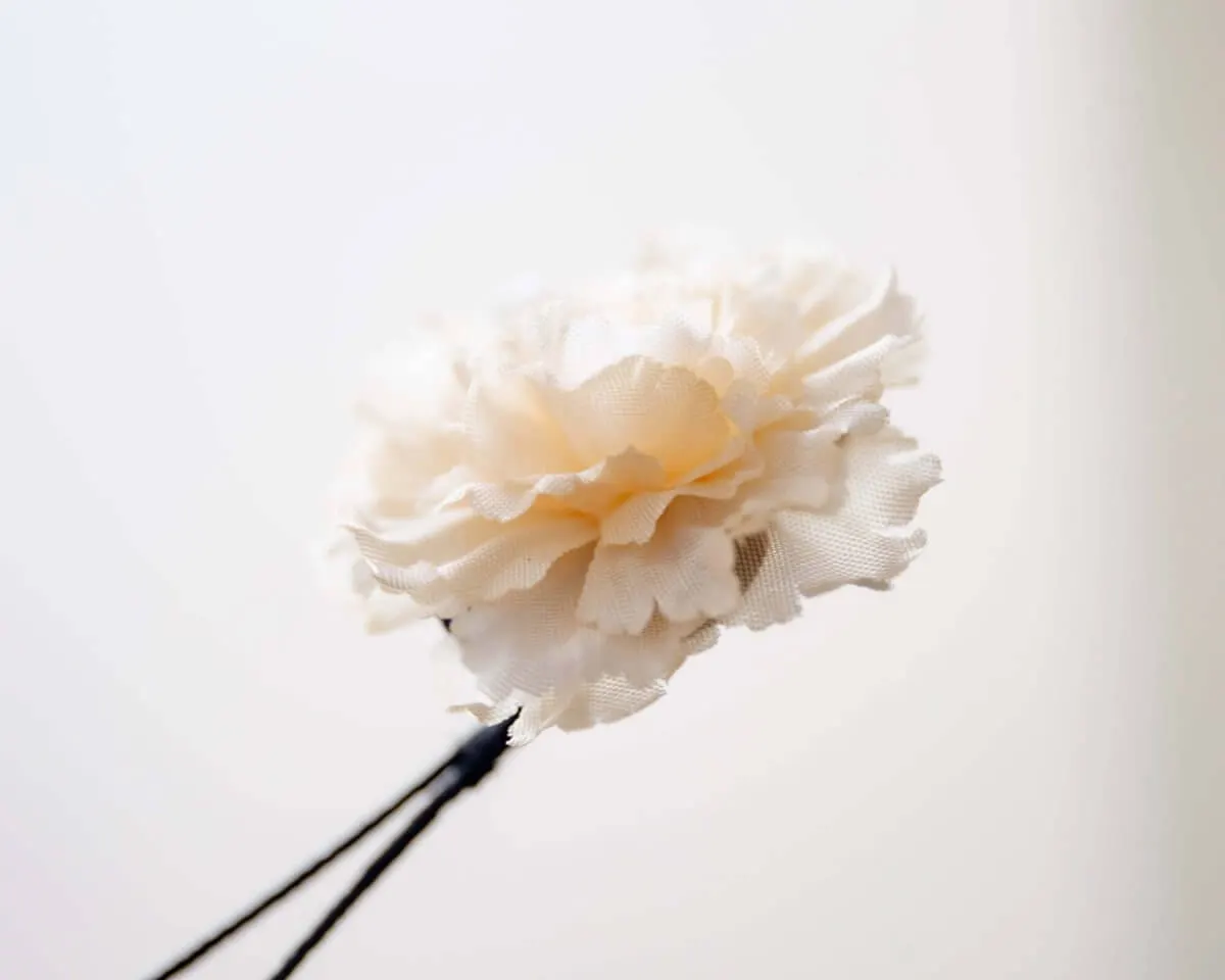 Boutonnière Nelke Creme a Klein (Caryophyllaceae) - Ansicht 2