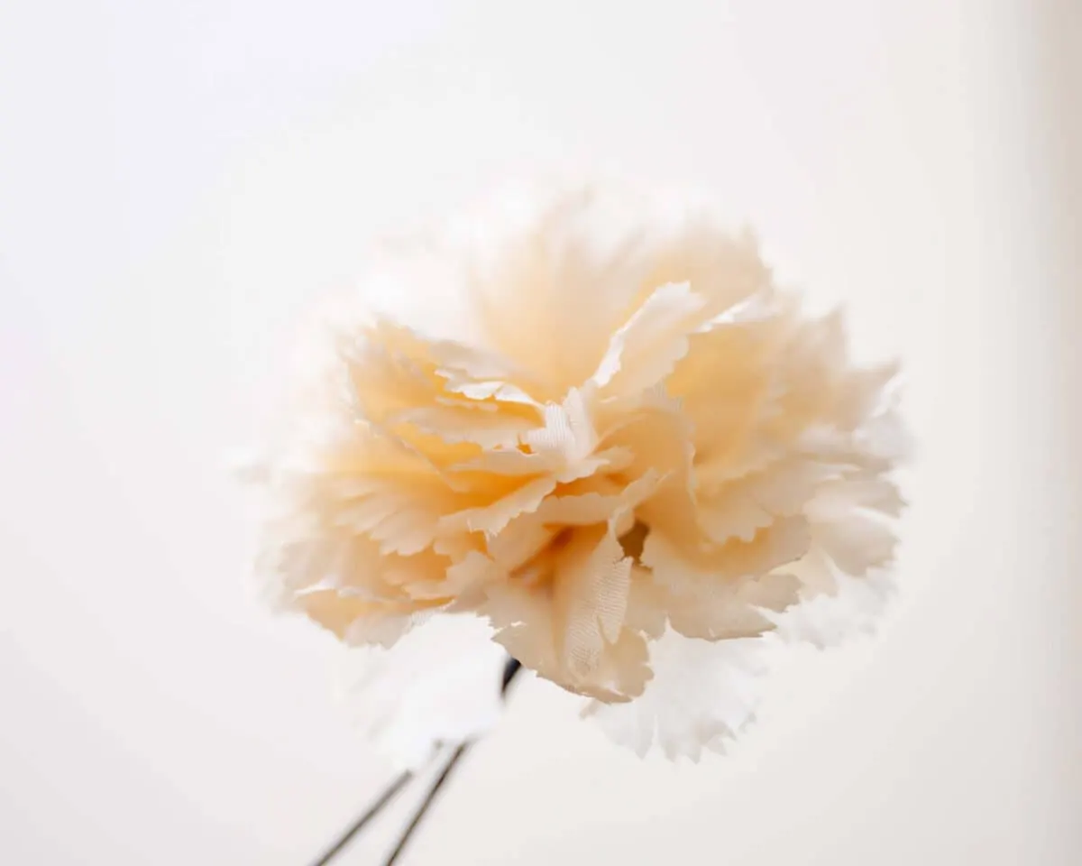 Boutonnière Nelke Creme b Mittel (Caryophyllaceae) - Ansicht 2