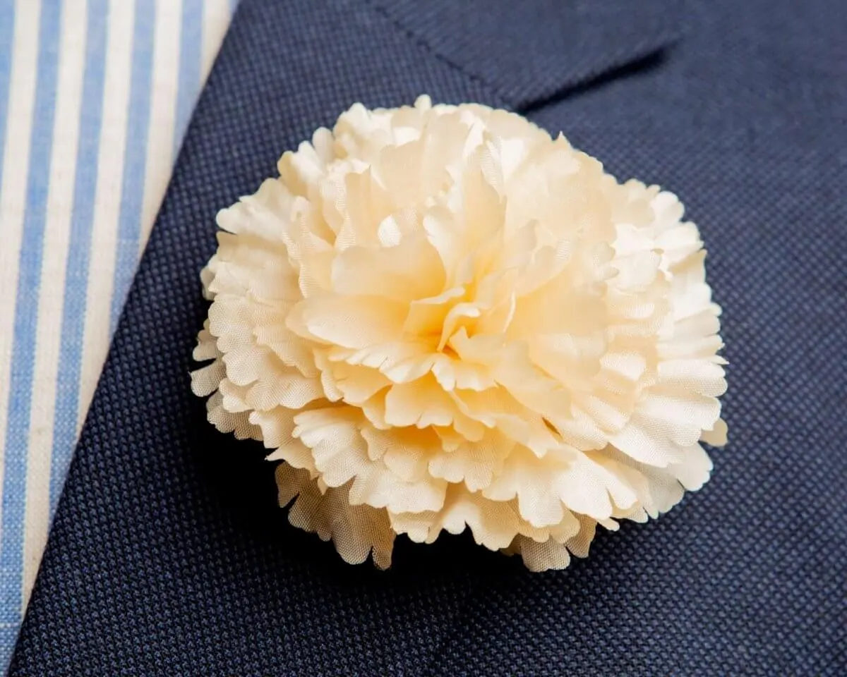 Boutonnière Nelke Creme c Groß (Caryophyllaceae)