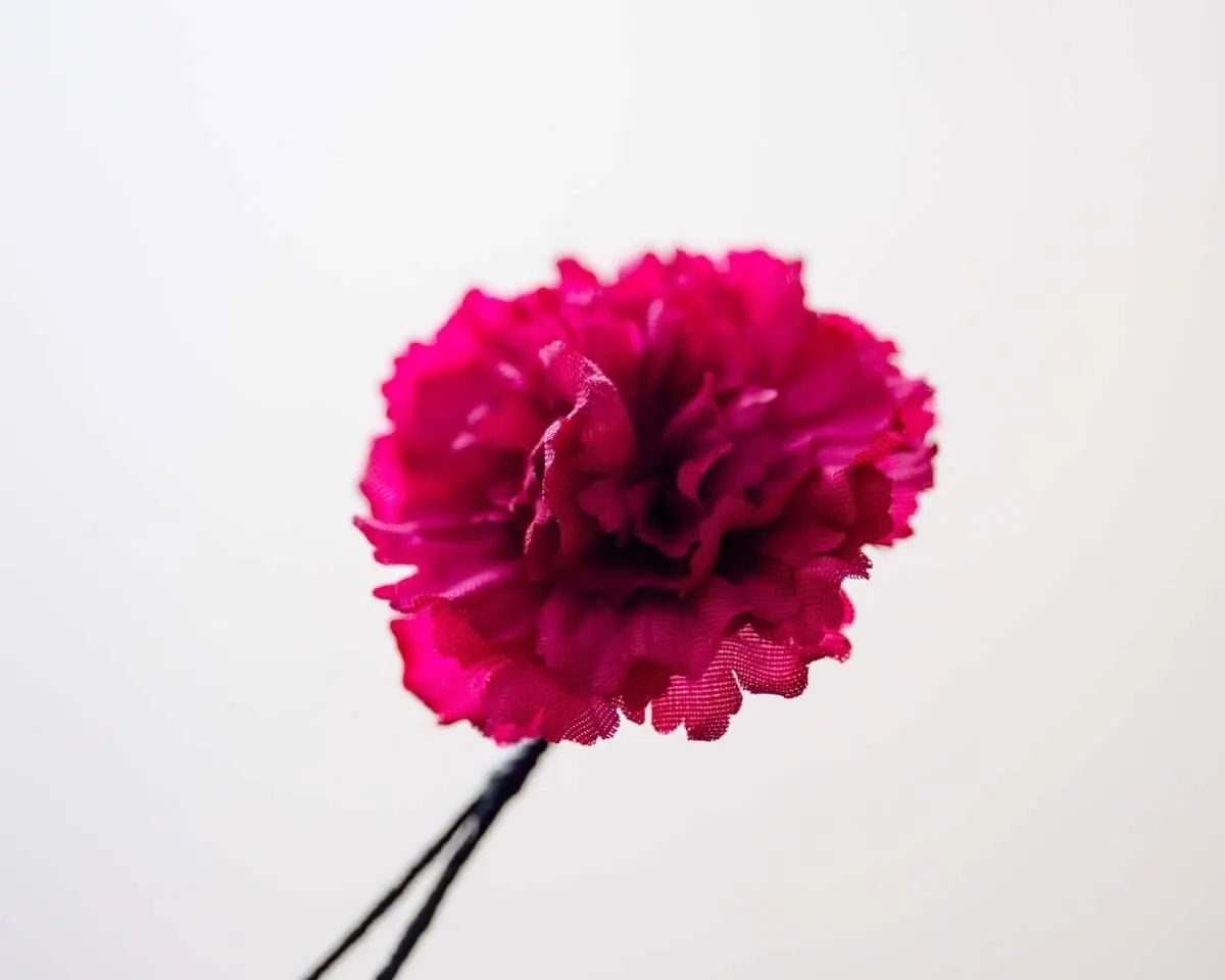 Boutonnière Nelke Karmesinrot a Klein (Caryophyllaceae) - Ansicht 2