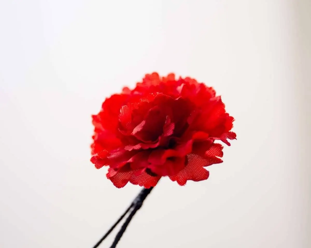 Boutonnière Nelke Rot a Klein (Caryophyllaceae) - Ansicht 2