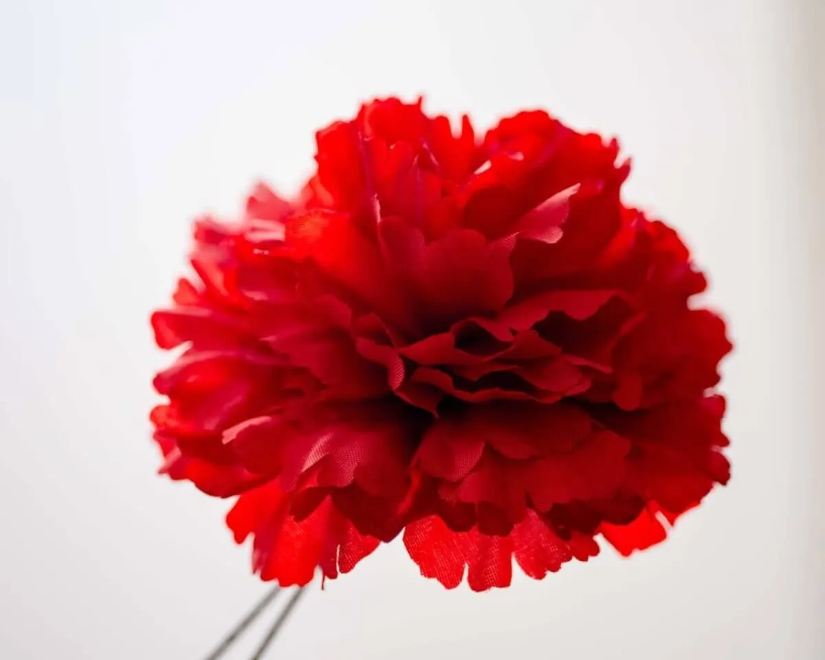 Boutonnière Nelke Rot c Groß (Caryophyllaceae) - Ansicht 2