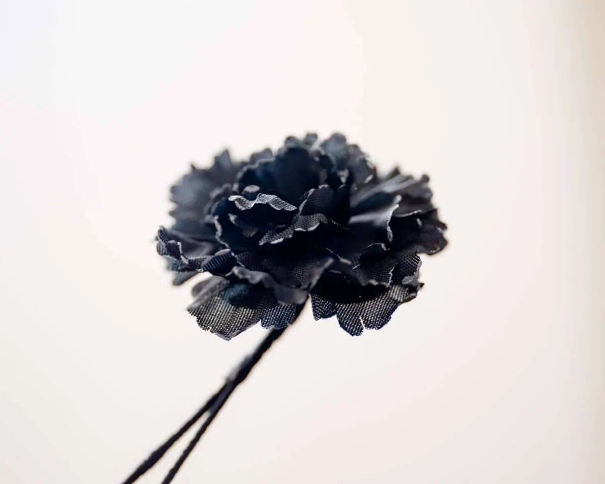 Boutonnière Nelke Schwarz a Klein (Caryophyllaceae) - Ansicht 2