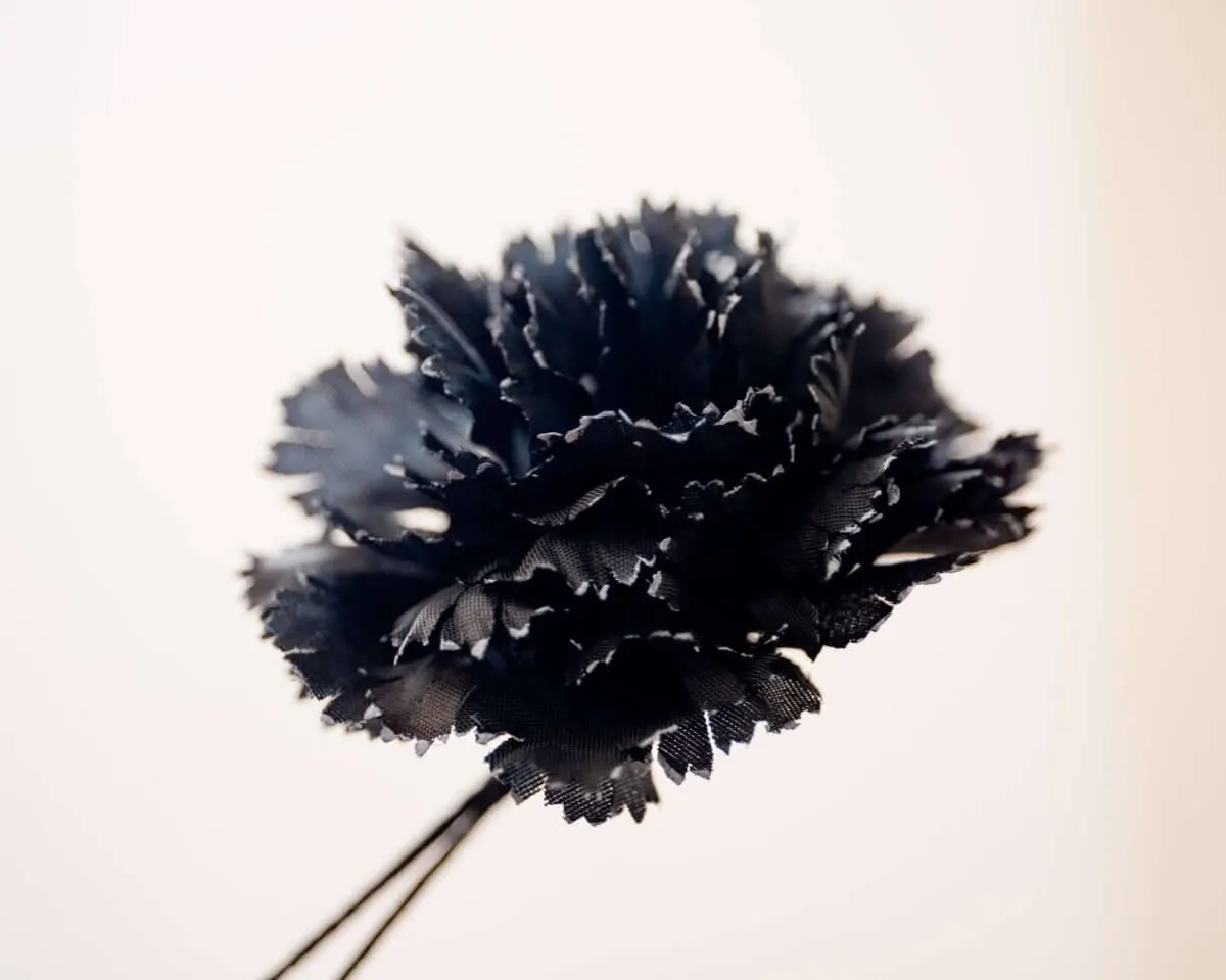 Boutonnière Nelke Schwarz b Mittel (Caryophyllaceae) - Ansicht 2