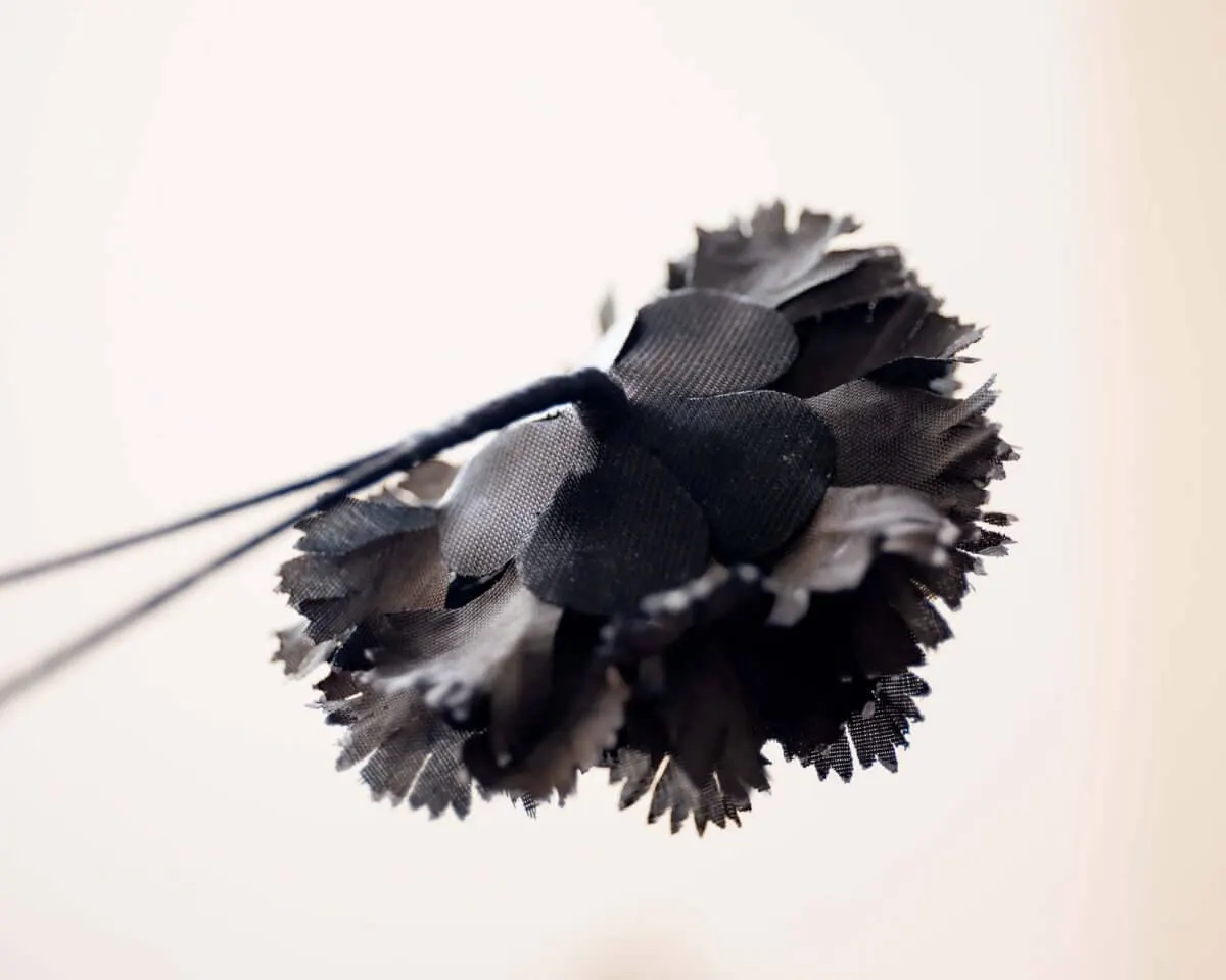 Boutonnière Nelke Schwarz b Mittel (Caryophyllaceae) - Ansicht 3