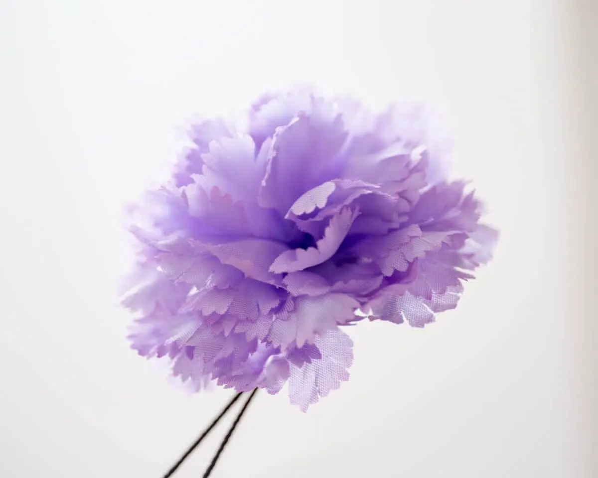 Boutonnière Nelke Violett b Mittel (Caryophyllaceae) - Ansicht 2