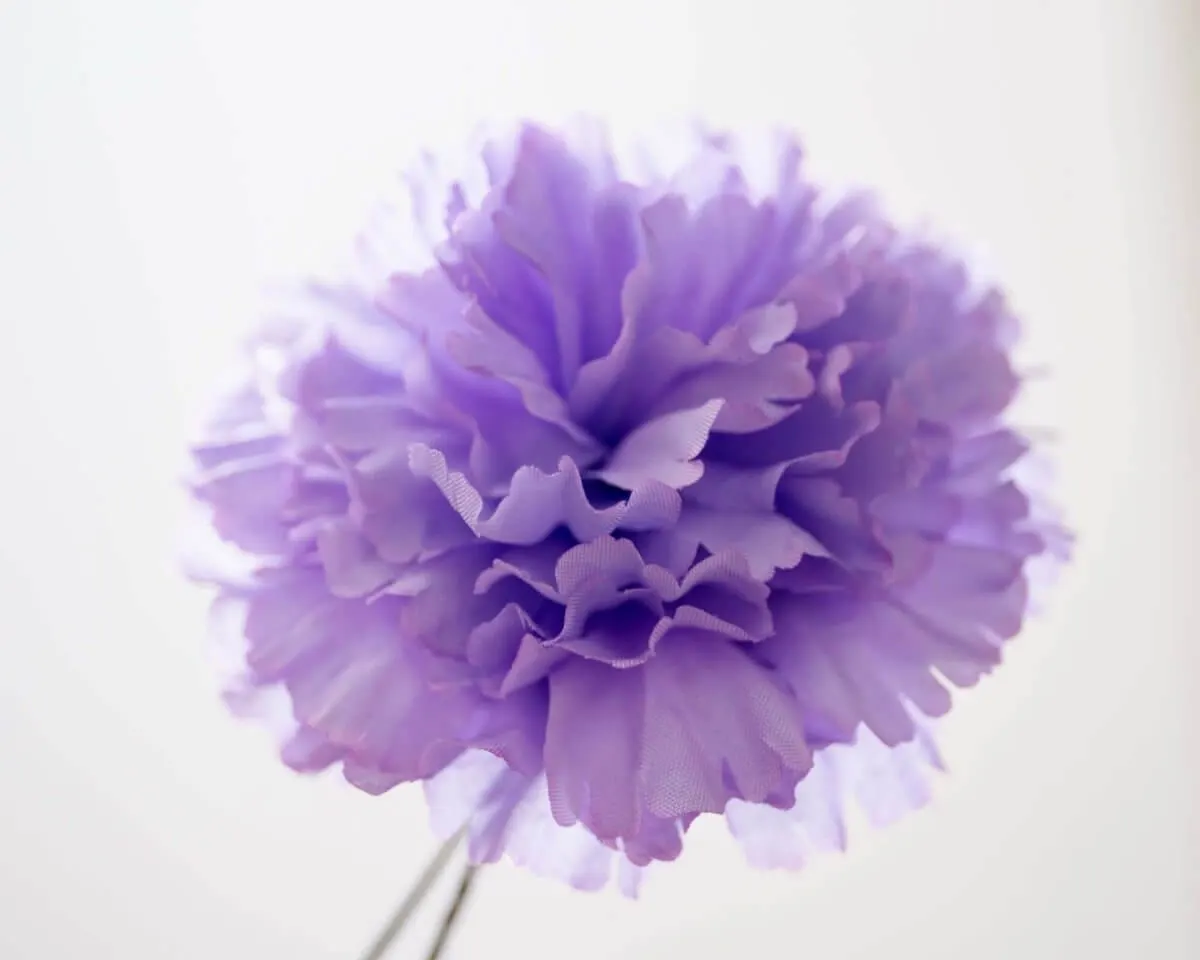 Boutonnière Nelke Violett c Groß (Caryophyllaceae) - Ansicht 2